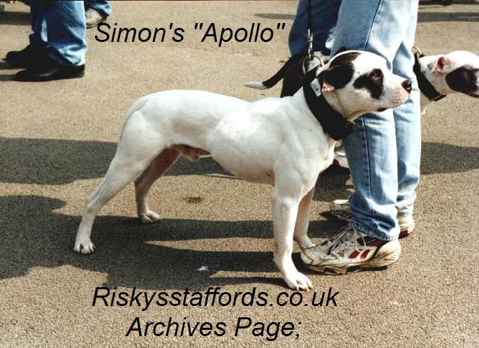Simon's Apollo Staffordshire Bull Terrier, son of Jocko.