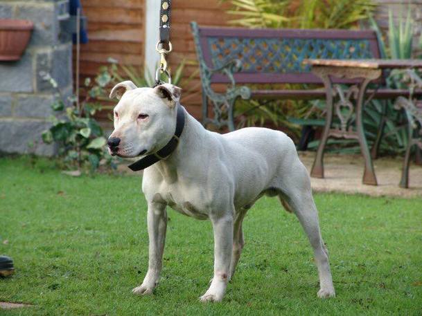 ray holmes staffordshire bull terrier ''doug''