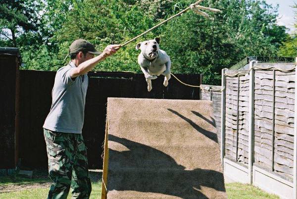 sporting staffordshire bull terrier