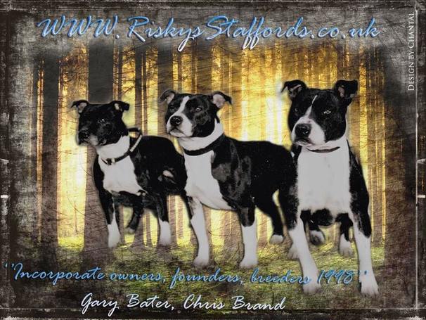 Riskys Staffordshire Bull Terriers - Official Website
