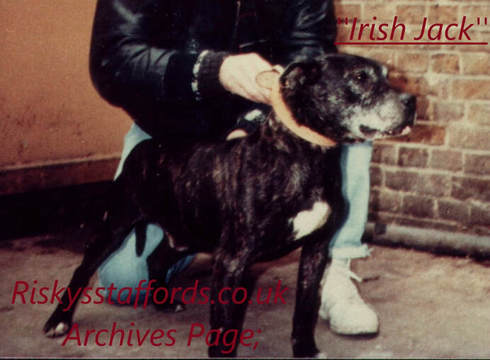 ''Irish Jack'' Staffordshire Bull Terrier.