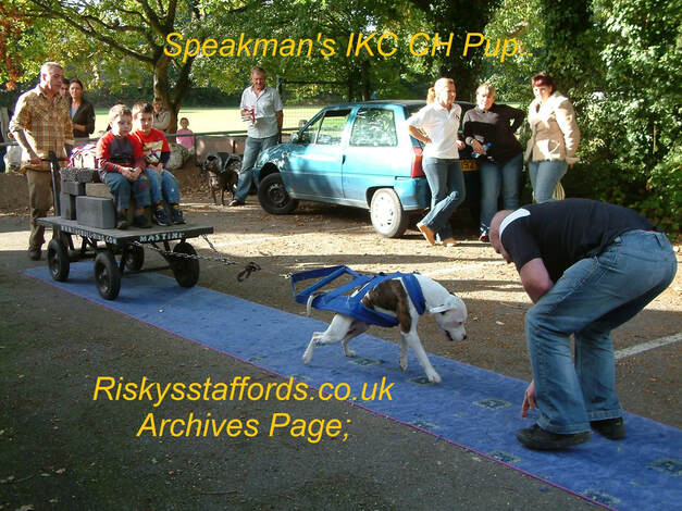 Weight pulling  IKC CH Pup, Staffordshire Bull Terrier.