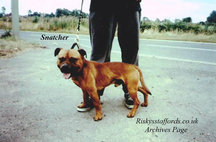 Red strain Staffordshire Bull Terrier